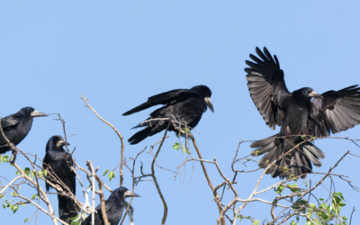 Effarouchement des corbeaux